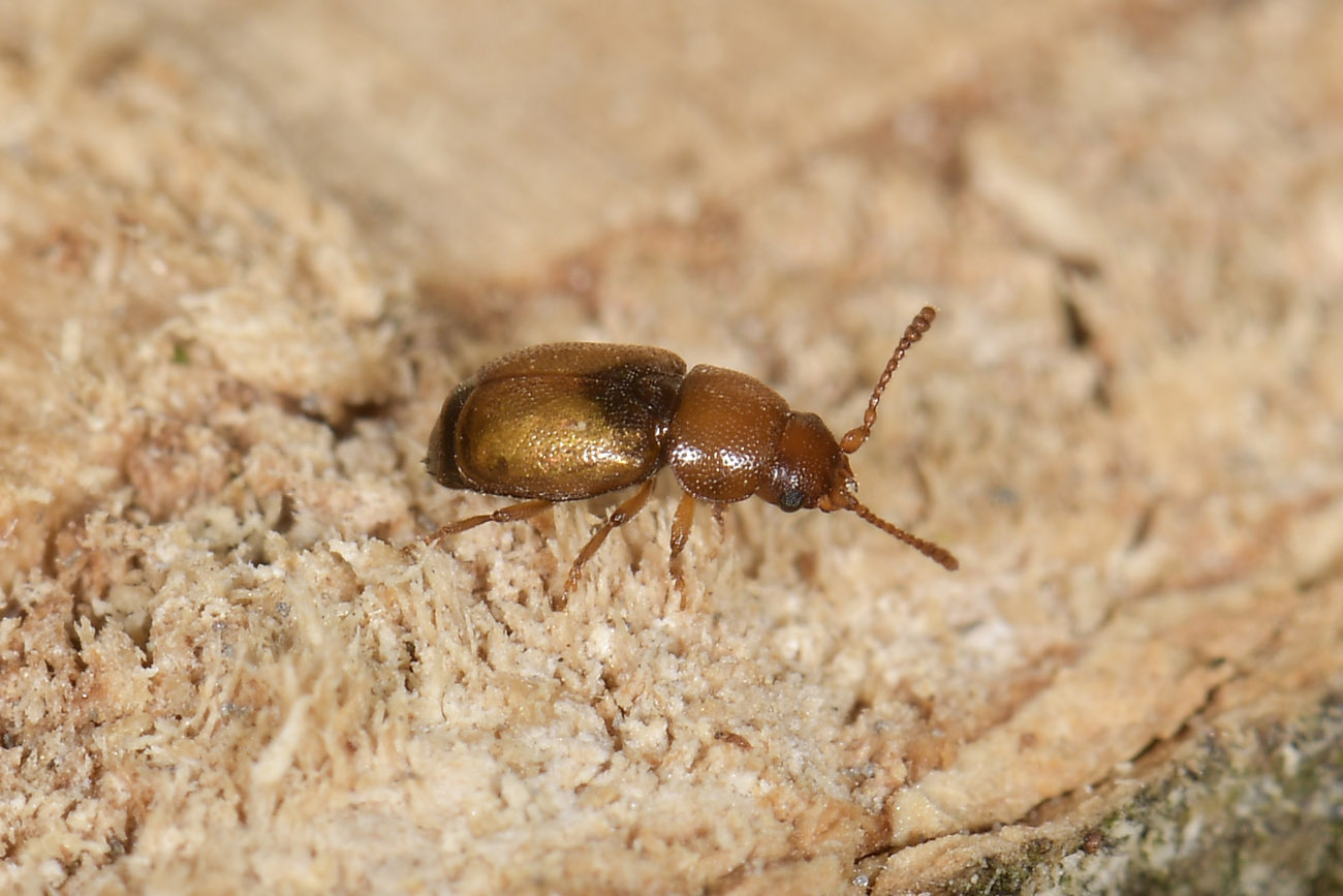 Kateretidae: Kateretes pusillus